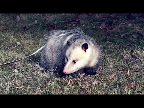 Anatomy of a Possum Unveiled Through Scientific Outreach