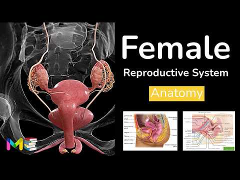 Female Body Organs and Their Vital Functions in Health