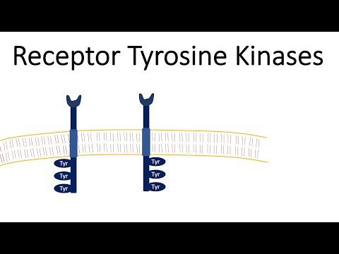 The Role of Src Gene in Cellular Signaling Pathways