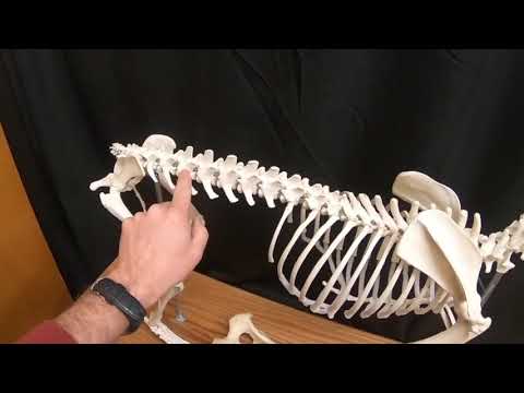 Anatomical Insights into the Canine Skeleton Structure