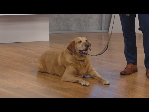 Canine Genetics: Insights from Dog DNA Testing Research