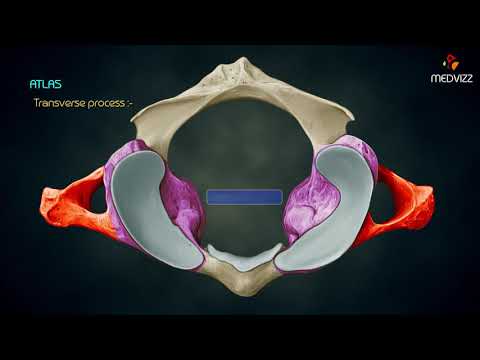 Atlas Bone Anatomy: Key Features and Functions in Human Health