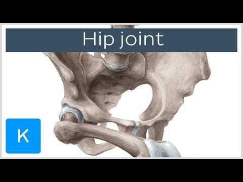 Hip Joint Anatomy Unveiled: Structure and Function Explained