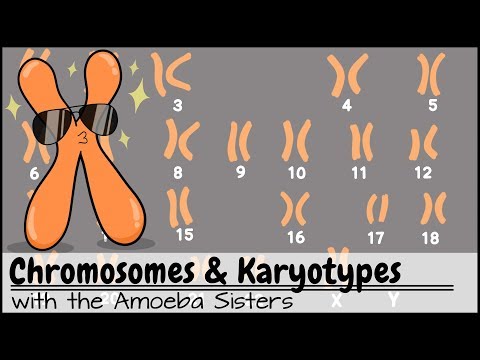 Karyotypes: Unraveling Chromosome Structure in Biology