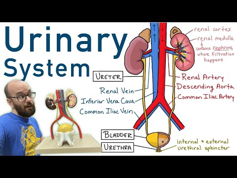 Female Urethra Anatomy and Its Role in Health and Function