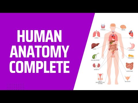 Human Body Anatomy: A Journey Through Its Complex Systems