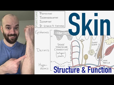 Anatomy of Skin: A Detailed Diagram for Scientific Insight