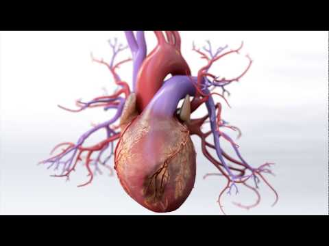 Heart Pathophysiology: Unraveling Disease Mechanisms in Cardiology