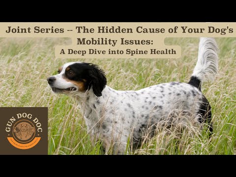 Canine Spine Anatomy and Its Role in Dog Mobility