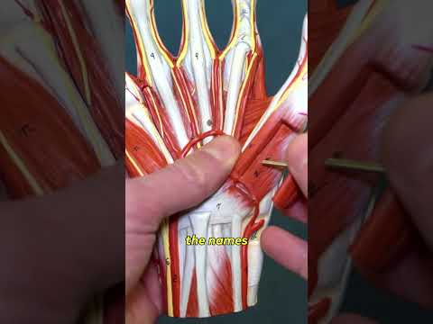 Anatomy of the Pollex: Structure and Function Explored