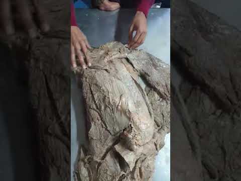 Canine Muscle Anatomy Unveiled Through Scientific Research