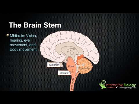 The Fascinating Structure and Functions of the Brain Stem