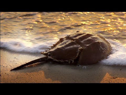 The Fascinating Anatomy of Horseshoe Crabs in Science