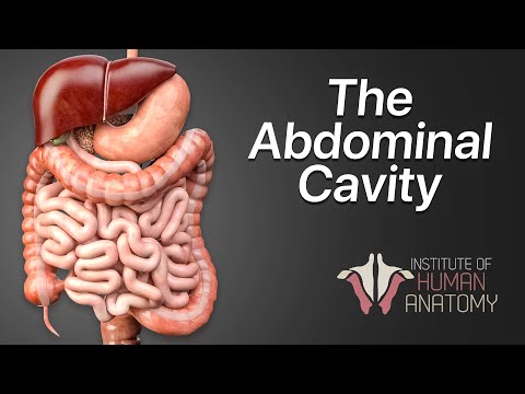 The Intricate Structures of Human Belly Anatomy