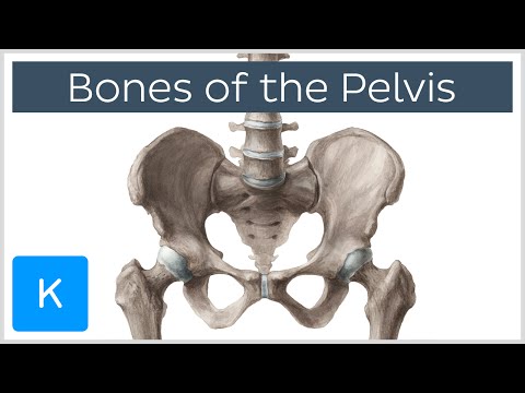 The Male Pelvis: Structure and Function in Human Anatomy