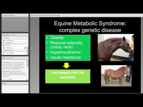 Horse Color Genetics: Unraveling the Science Behind Shades