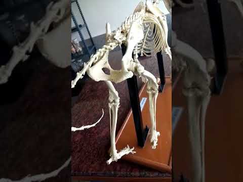 Pelvic Anatomy of Dogs and Its Importance in Canine Health