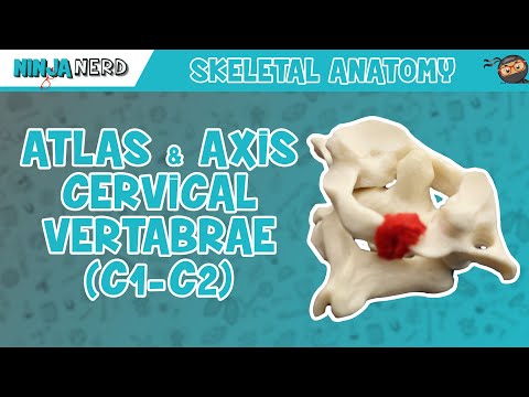 Cervical Vertebrae Anatomy: Structure and Function in Movement