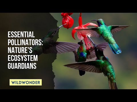 The Role of Pollination in Ecosystems and Agriculture