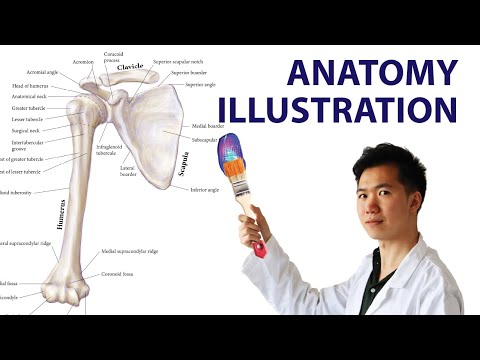 Visualizing Human Anatomy Through Netter’s Illustrations