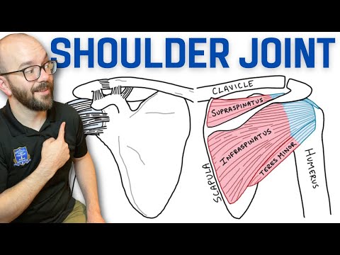 Anatomy of the Shoulder Joint: A Scientific Perspective
