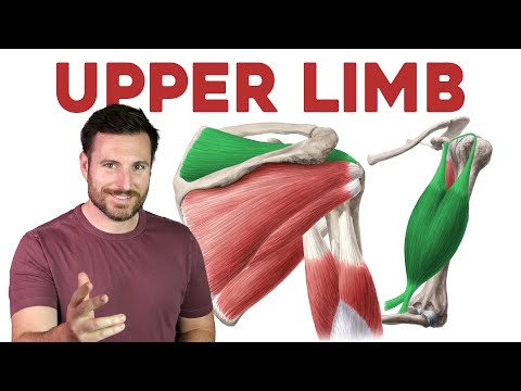 The Fascinating Anatomy of Arm Bones and Their Functions