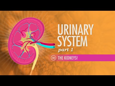 Anatomy of the Urinary Tract: A Scientific Perspective