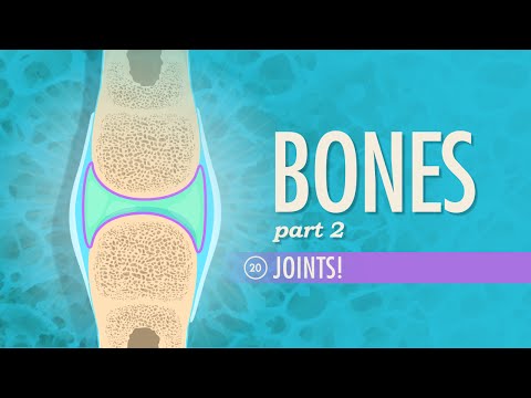 The Science Behind Joints and Their Role in Movement