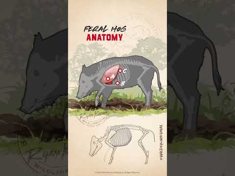 Boar Anatomy and Its Role in Ecological Systems