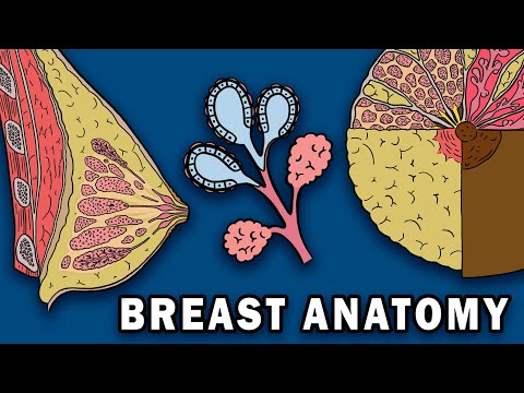 Breast Muscles: Anatomy and Function in Human Physiology