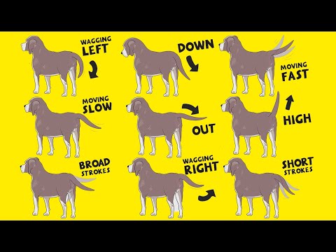 Canine Tail Anatomy: Functions and Variations in Dogs