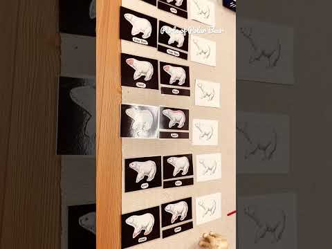 Science of Bear Anatomy: Structure and Function Unveiled