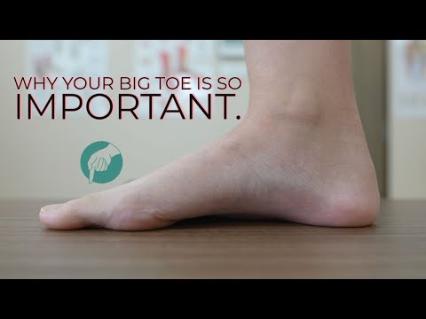 Toe Anatomy: Insights into Human Foot Structure and Function