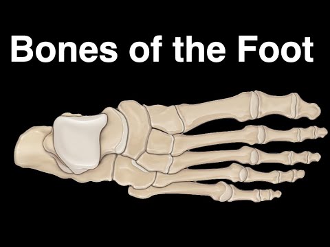 The Fascinating Anatomy of Human Foot Bones