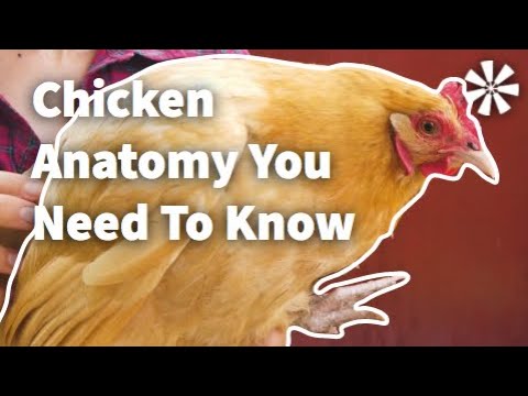 The Fascinating Anatomy of Roosters in Scientific Context