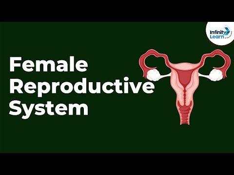 Comprehensive Diagram of Female Body Parts for Science Education