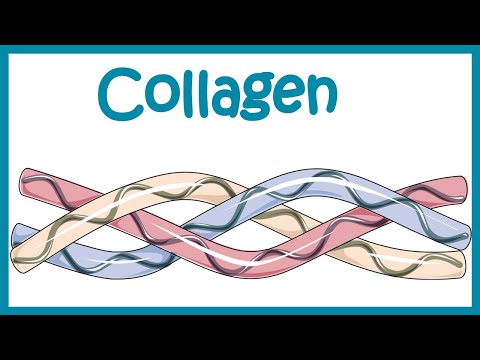 The Chemical Structure of Collagen and Its Biological Importance