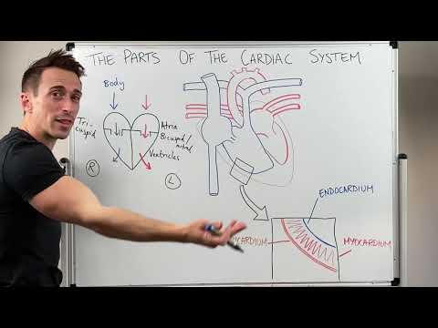 Fundamentals of Heart Anatomy for Scientific Enthusiasts
