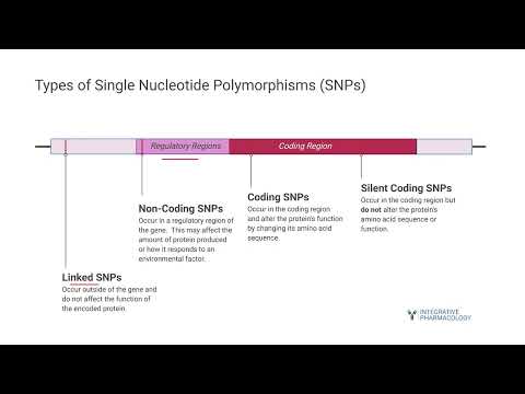 Polymorphic Genes and Their Role in Genetic Diversity