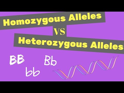 Homozygous Dominant Genotype: A Key to Genetic Traits