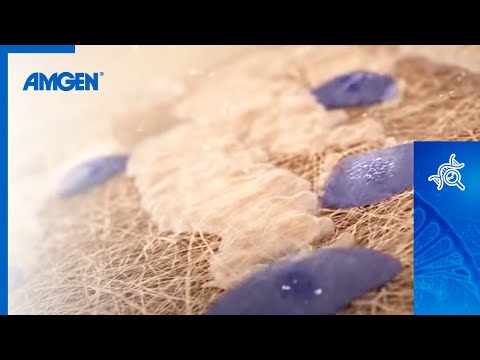 The Role of Osteoblasts in Bone Health and Repair