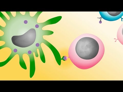B Cells: Guardians of the Immune System's Memory