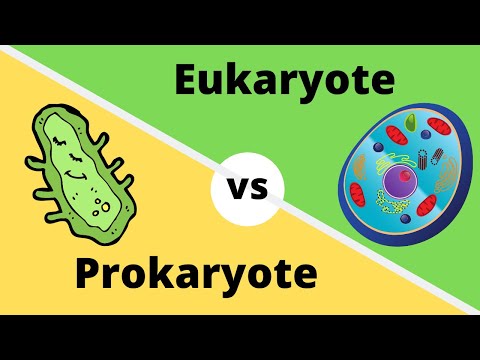 Prokaryotic vs Eukaryotic Cells: A Scientific Comparison