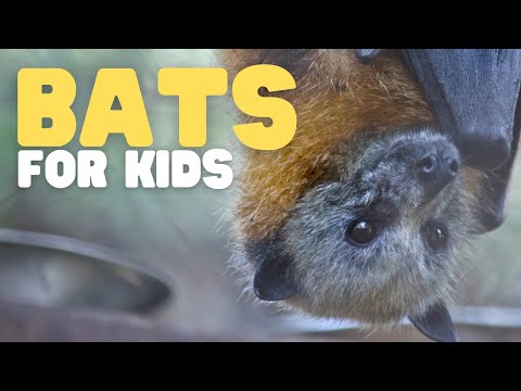Bats: A Closer Look at Their Unique Anatomical Features