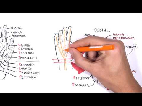 Hand Tendon Anatomy: Insights into Structure and Function