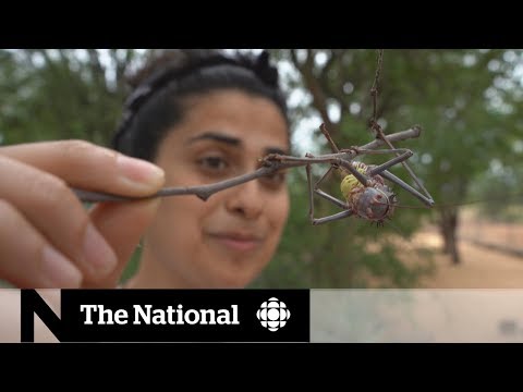 DNA Barcoding: A Gateway to Biodiversity Research