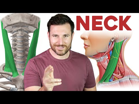 Visualizing Neck Anatomy: A Scientific Diagram Overview