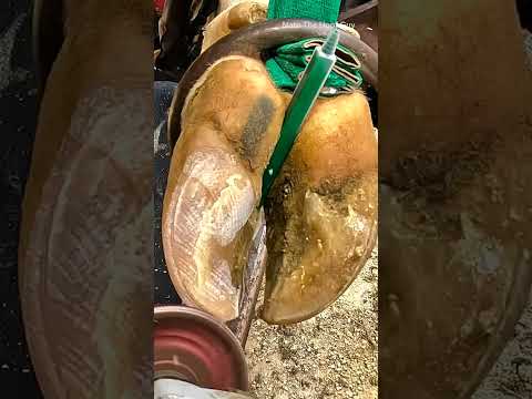 The Science Behind Cow Hoof Anatomy and Function