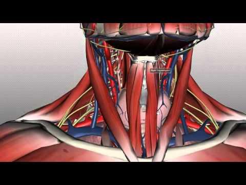 The Complex Anatomy of Neck Muscles in Human Physiology