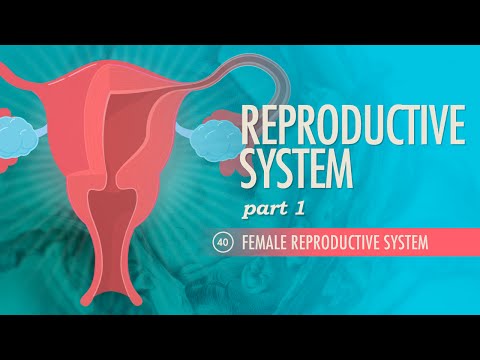 Female Anatomy: A Scientific Perspective on Human Biology